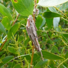 Metura elongatus (Saunders' case moth) at Callala Beach, NSW - 14 Jul 2023 by RobG1