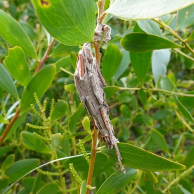 Metura elongatus (Saunders' case moth) at Callala Beach, NSW - 14 Jul 2023 by RobG1