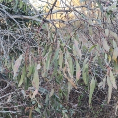 Eucalyptus bridgesiana (Apple Box) at Jerrabomberra, ACT - 1 Sep 2023 by Mike