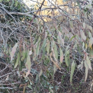 Eucalyptus bridgesiana at Jerrabomberra, ACT - 1 Sep 2023 04:52 PM