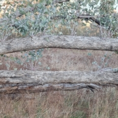 Eucalyptus bridgesiana at Jerrabomberra, ACT - 1 Sep 2023 04:52 PM