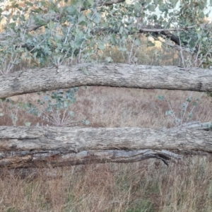 Eucalyptus bridgesiana at Jerrabomberra, ACT - 1 Sep 2023 04:52 PM