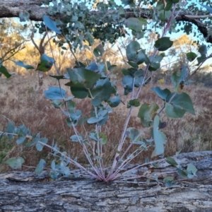 Eucalyptus bridgesiana at Jerrabomberra, ACT - 1 Sep 2023 04:52 PM