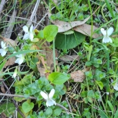 Viola odorata (Sweet Violet, Common Violet) at Jerrabomberra, ACT - 1 Sep 2023 by Mike