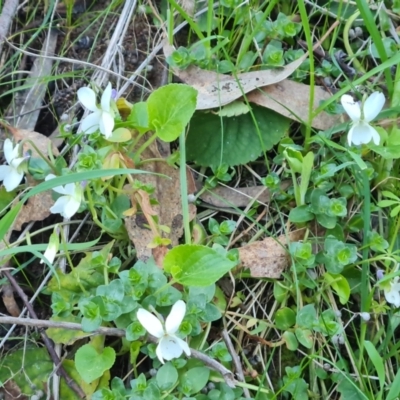 Viola odorata (Sweet Violet, Common Violet) at Jerrabomberra, ACT - 1 Sep 2023 by Mike