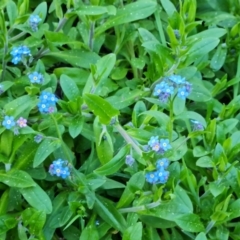 Myosotis laxa subsp. caespitosa (Water Forget-me-not) at Isaacs Ridge - 1 Sep 2023 by Mike