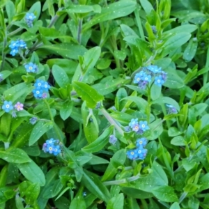 Myosotis laxa subsp. caespitosa at Jerrabomberra, ACT - 1 Sep 2023