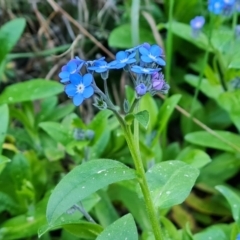 Myosotis laxa subsp. caespitosa at Jerrabomberra, ACT - 1 Sep 2023