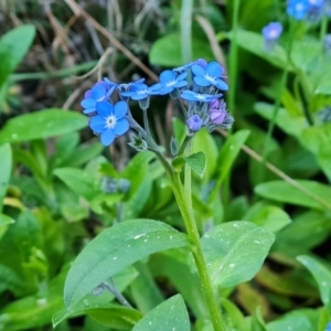 Myosotis laxa subsp. caespitosa at Jerrabomberra, ACT - 1 Sep 2023 04:26 PM