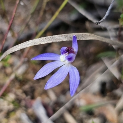 Cyanicula caerulea (Blue Fingers, Blue Fairies) at Carwoola, NSW - 1 Sep 2023 by Csteele4