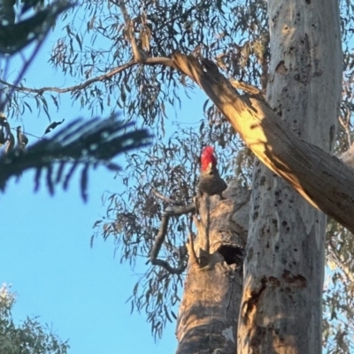 Callocephalon fimbriatum (Gang-gang Cockatoo) at Aranda, ACT - 1 Sep 2023 by KMcCue