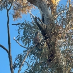 Callocephalon fimbriatum at Aranda, ACT - 1 Sep 2023