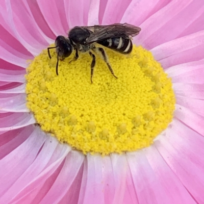 Lasioglossum (Chilalictus) sp. (genus & subgenus) (Halictid bee) at Mount Annan, NSW - 31 Aug 2023 by JudeWright