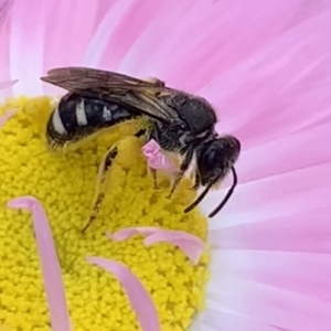 Lasioglossum (Chilalictus) sp. (genus & subgenus) at Mount Annan, NSW - 31 Aug 2023