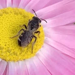 Lasioglossum (Chilalictus) sp. (genus & subgenus) at Mount Annan, NSW - 31 Aug 2023