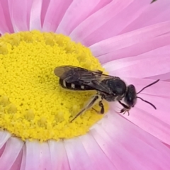 Lasioglossum (Chilalictus) sp. (genus & subgenus) at Mount Annan, NSW - 31 Aug 2023