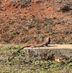 Pogona barbata at Deakin, ACT - 1 Sep 2023 by lizrp28