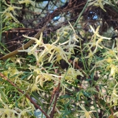 Clematis leptophylla at Jerrabomberra, ACT - 1 Sep 2023