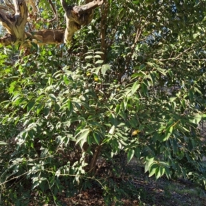 Ligustrum lucidum at Jerrabomberra, ACT - 1 Sep 2023 04:16 PM