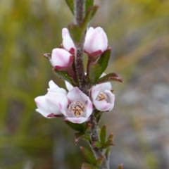 Boronia rigens (Stiff Boronia) at Sassafras, NSW - 2 Aug 2023 by RobG1