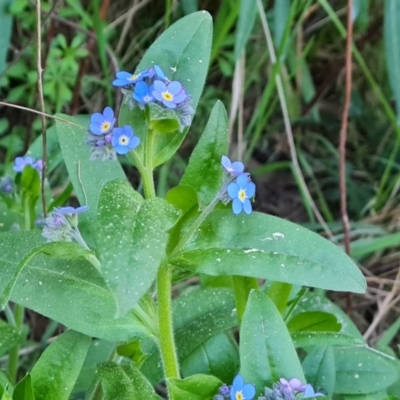 Myosotis laxa subsp. caespitosa (Water Forget-me-not) at Jerrabomberra, ACT - 1 Sep 2023 by Mike