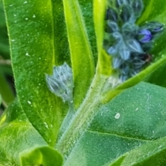 Myosotis laxa subsp. caespitosa at Jerrabomberra, ACT - 1 Sep 2023