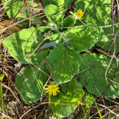 Cymbonotus sp. (preissianus or lawsonianus) (Bears Ears) at Isaacs Ridge - 1 Sep 2023 by Mike