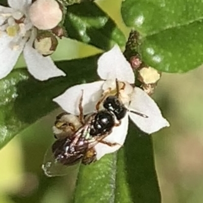 Exoneura sp. (genus) (A reed bee) at Dulwich Hill, NSW - 21 Aug 2023 by JudeWright