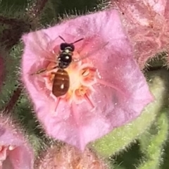 Exoneura sp. (genus) (A reed bee) at Dulwich Hill, NSW - 21 Aug 2023 by JudeWright