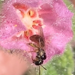 Exoneura sp. (genus) at Dulwich Hill, NSW - 21 Aug 2023