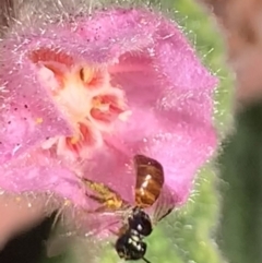 Exoneura sp. (genus) at Dulwich Hill, NSW - 21 Aug 2023