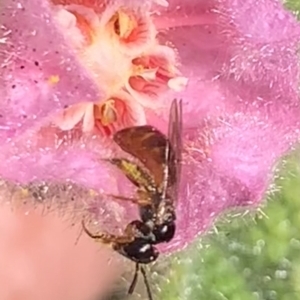 Exoneura sp. (genus) at Dulwich Hill, NSW - 21 Aug 2023