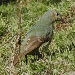 Ptilonorhynchus violaceus (Satin Bowerbird) at Booth, ACT - 1 Sep 2023 by JohnBundock