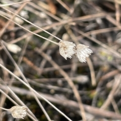 Centrolepis strigosa (Hairy Centrolepis) at Mulloon, NSW - 30 Aug 2023 by JaneR