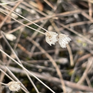 Centrolepis strigosa at Mulloon, NSW - 30 Aug 2023 12:04 PM