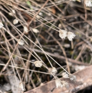 Centrolepis strigosa at Mulloon, NSW - 30 Aug 2023 12:04 PM