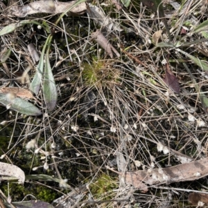 Centrolepis strigosa at Mulloon, NSW - 30 Aug 2023 12:04 PM