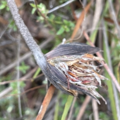 Patersonia sericea var. sericea (Silky Purple-flag) at Mulloon, NSW - 30 Aug 2023 by JaneR