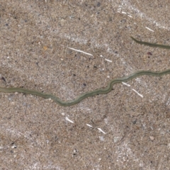 Unverified Polychaete Worm - 1 Jan 1900 by TimL