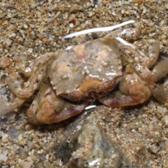 Unverified Crab, Prawn, Barnacle (Crustacea) at Wellington Point, QLD - 31 Aug 2023 by TimL