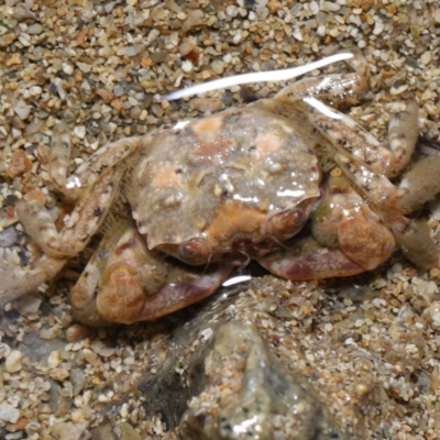 Unverified Crab, Prawn, Barnacle (Crustacea) at Wellington Point, QLD - 31 Aug 2023 by TimL