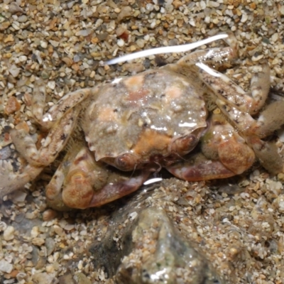 Unidentified Crab, Prawn, Barnacle (Crustacea) at Wellington Point, QLD - 31 Aug 2023 by TimL