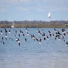 Himantopus leucocephalus (Pied Stilt) at Cleveland, QLD - 30 Aug 2023 by TimL