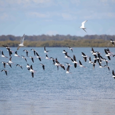 Himantopus leucocephalus (Pied Stilt) at Cleveland, QLD - 30 Aug 2023 by TimL