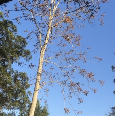 Unverified Other Tree at Bellingen, NSW - 2 Sep 2023 by Topknot