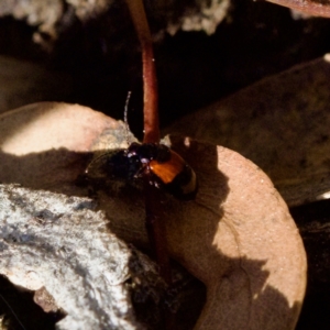 Monolepta minima at Cook, ACT - 31 Aug 2023