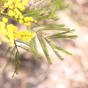 Acacia decurrens at Bruce, ACT - 23 Aug 2023 01:14 PM