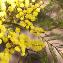 Acacia decurrens at Bruce, ACT - 23 Aug 2023 01:14 PM