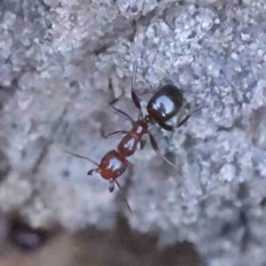 Papyrius sp. (genus) at Bruce, ACT - 23 Aug 2023