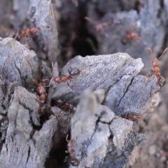 Papyrius sp. (genus) at Bruce, ACT - 23 Aug 2023